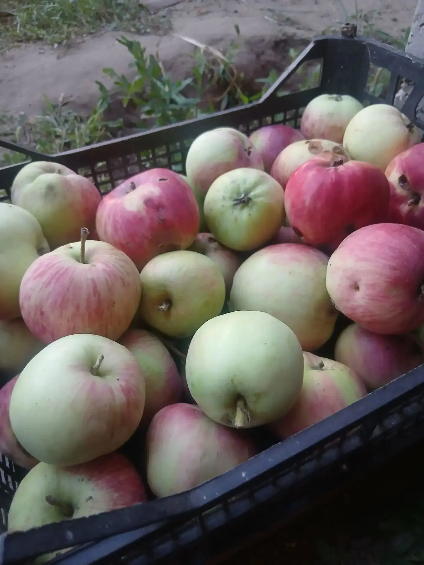 🍏С Яблочным Спасом, друзья!