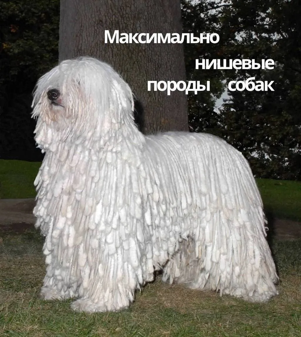 В сети собрали подборку самых РЕДКИХ и необычных пород собак.

Некоторые выглядят так, будто их созд