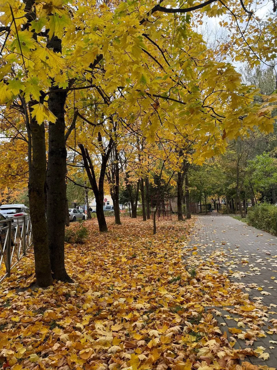 🍁 Осенью многие замечают: появилась какая-то хандра, энергии нет, сонливость, сил ни н...