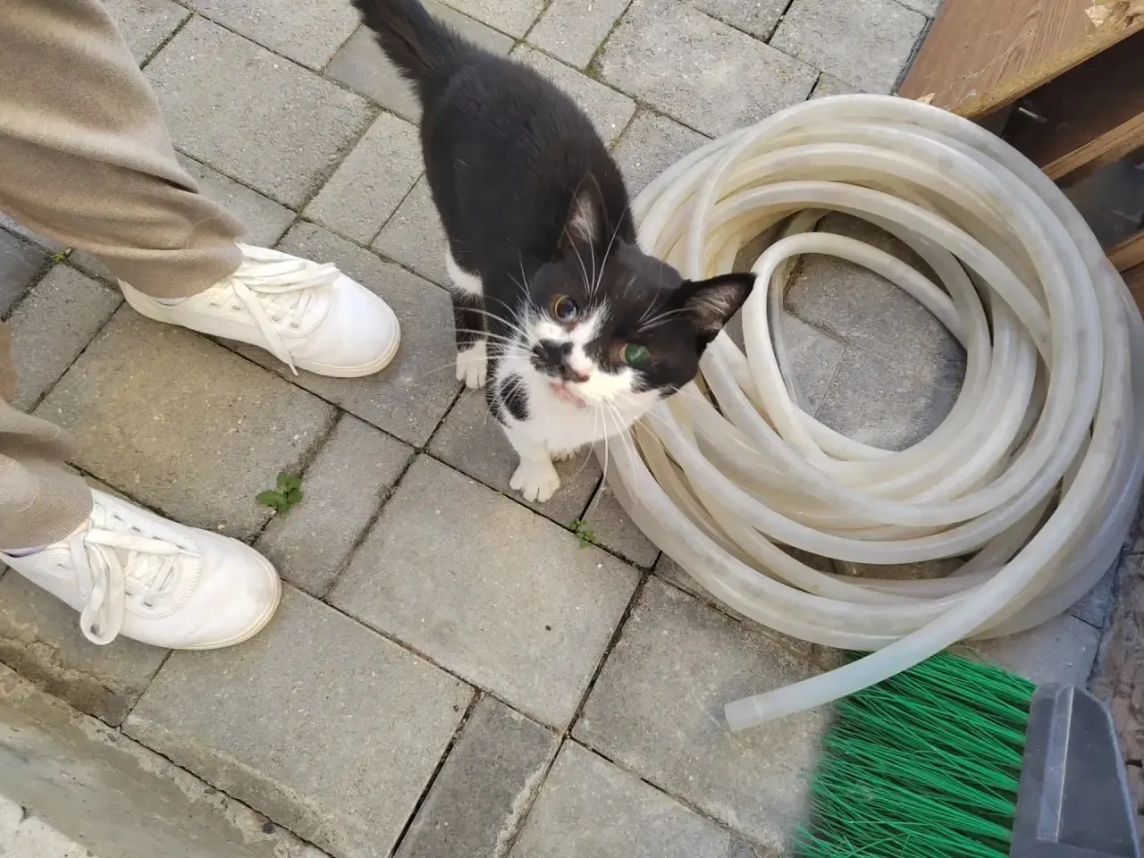 Сегодня пришел в гости кот , соседи не знают чей , мои коты не принимают , он плохо вид...
