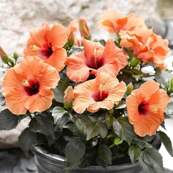 🌺 Правильный горшок для гибискуса