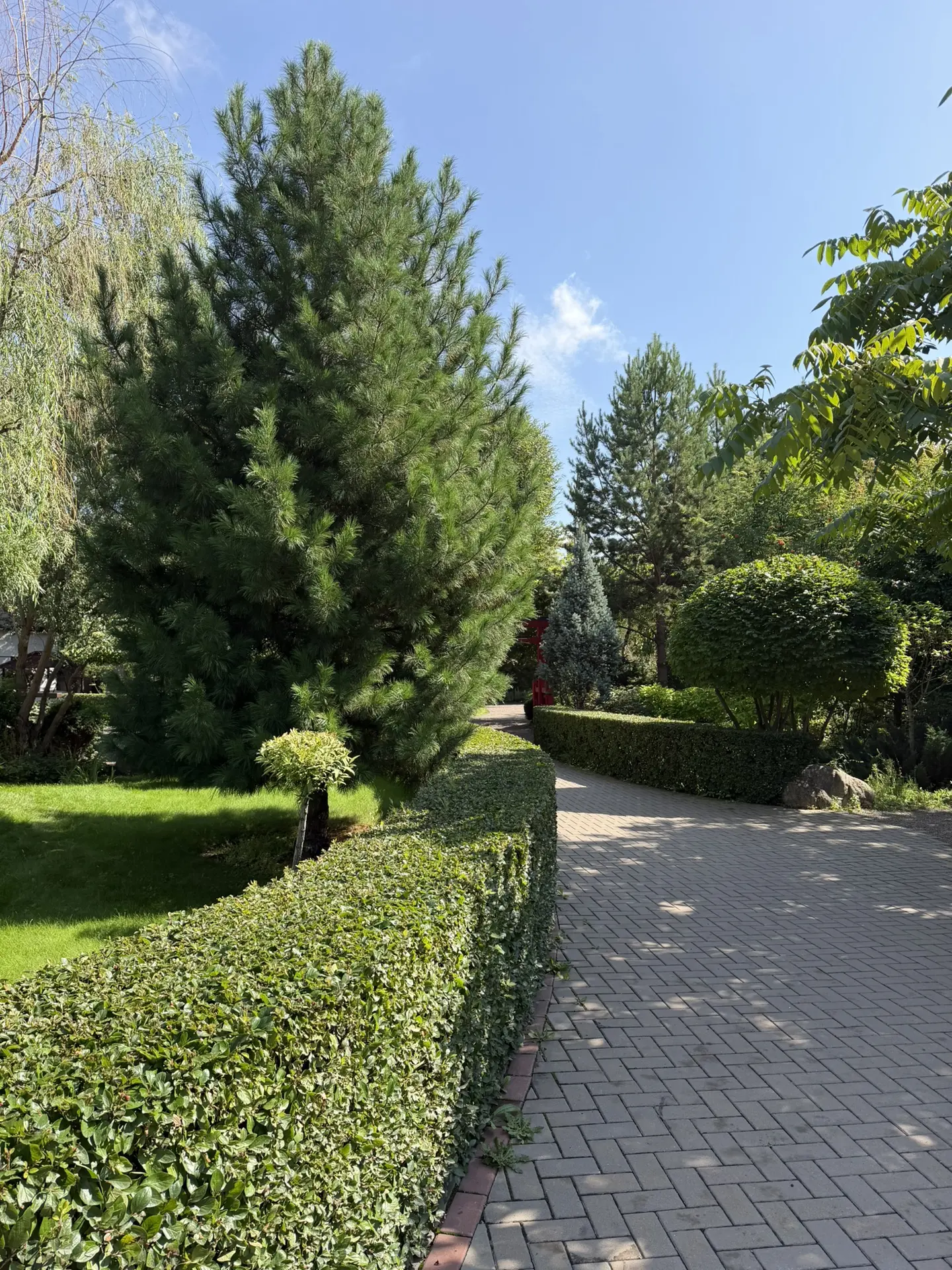 🌿 Живая изгородь — словно шёпот природы, обрамляющий ваш сад: она прячет от суеты и да...