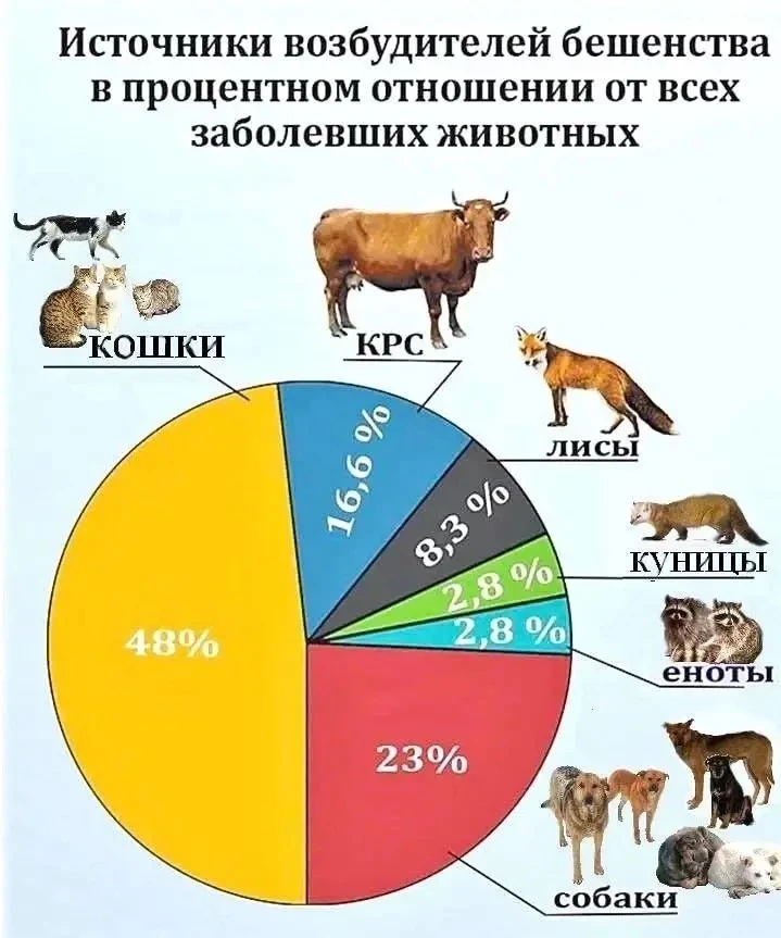 Бешенство - смертельно опасное вирусное заболевание, которое передаётся человеку через ...