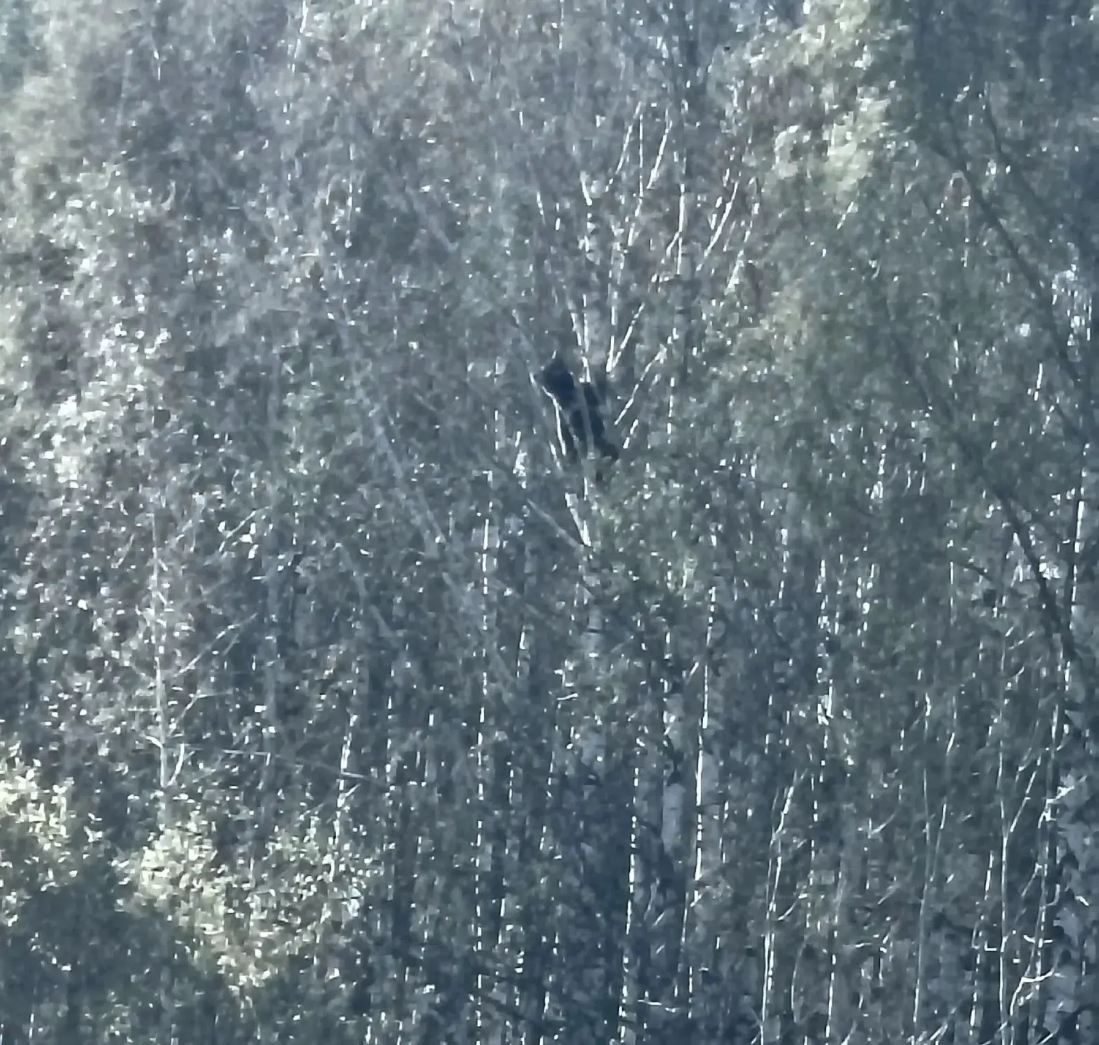 Поселок Воронцовка в районе свалки сейчас на дереве спит медведь 🐻