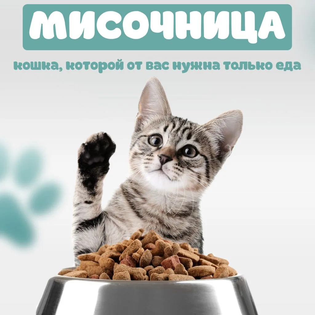 Один из видов прекрасных пушистых созданий 😆