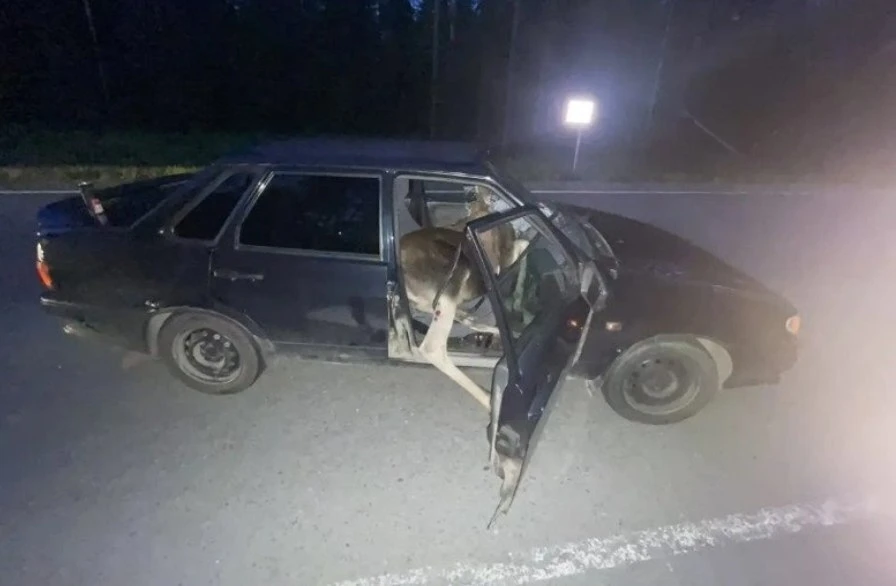 18-летняя девушка получила травмы в ДТП с лосем 

Авария произошла в ночь на 12 июля на втором килом