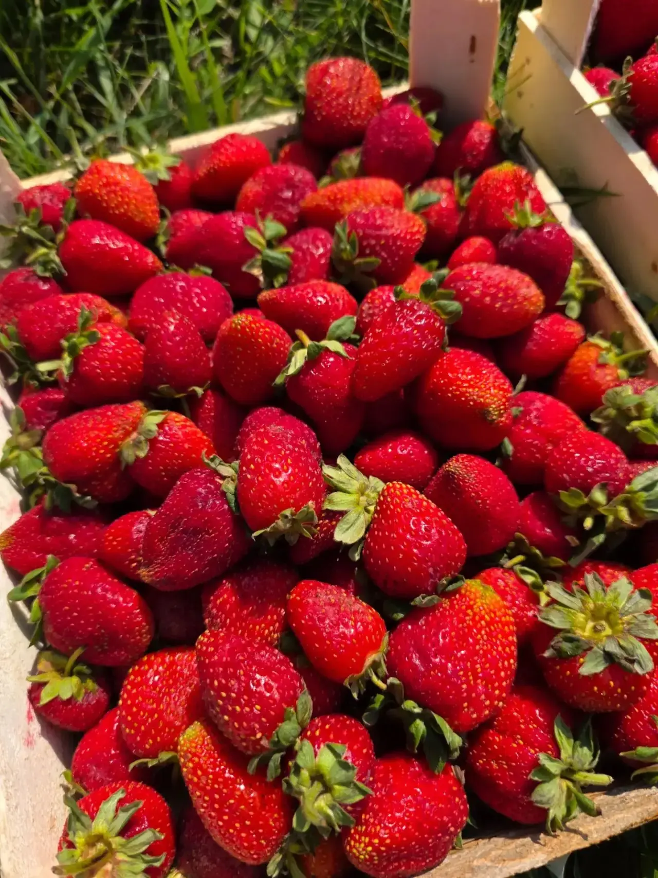 В НАЛИЧИИ 28.07.26🍒🍑

🍓КЛУБНИКА Та самая (Черный принц) ТОЛЬКО НА САМОВЫВОЗ! 

ЗАЯВКИ НА ДОСТАВКУ