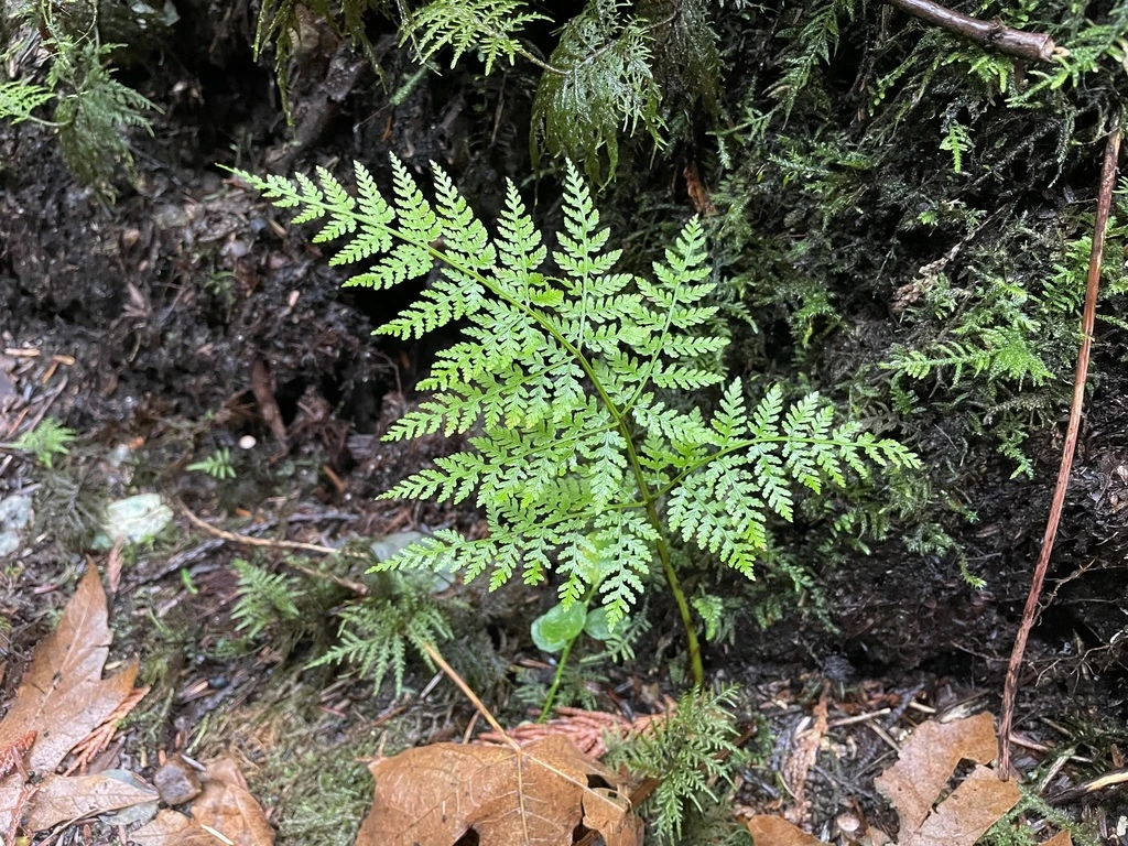 🌿 26-е августа