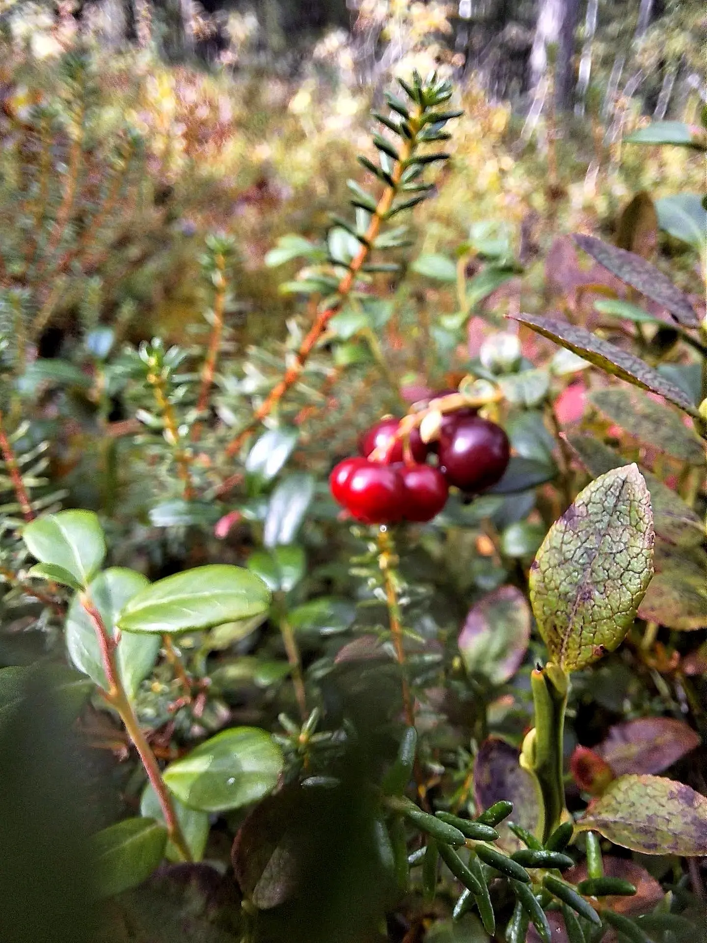 Доброе утро! 🍂🌿