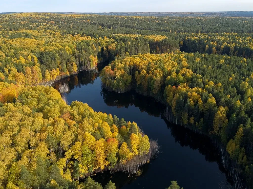 🌳 «Купол» зелёного храма образуют кроны деревьев. Это верхний ярус леса, который перех...
