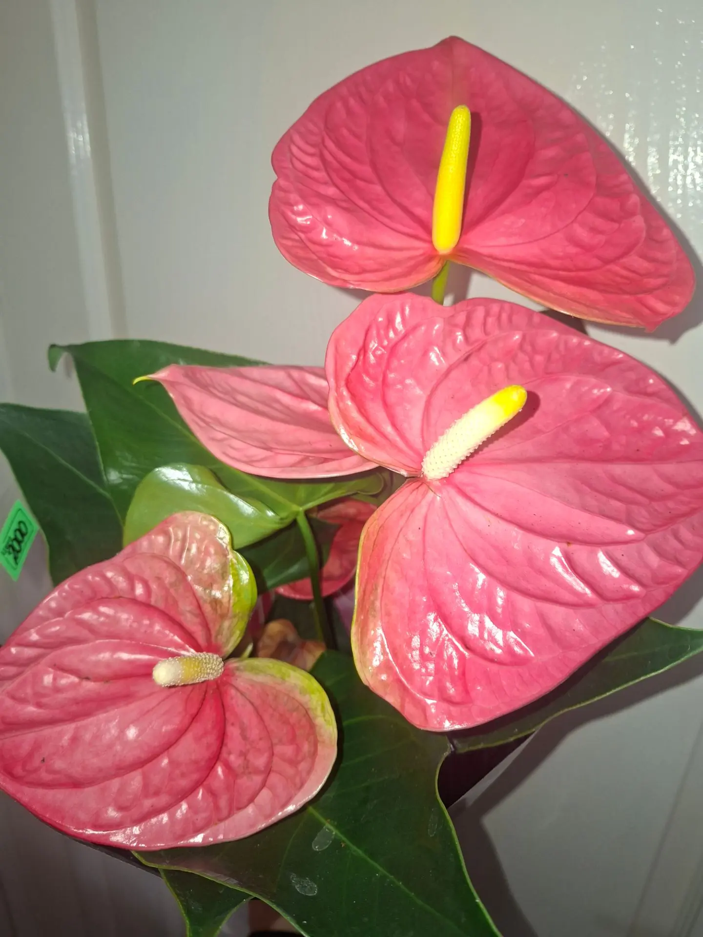 ❤️🌿 Мужское счастье — эффектный антуриум!