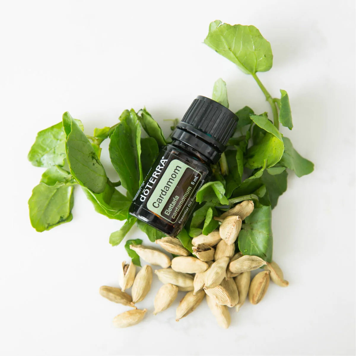 КАРДАМОН. НАША ПЕРВАЯ ЛЮБОВЬ В МИРЕ ЭФИРНЫХ МАСЕЛ.