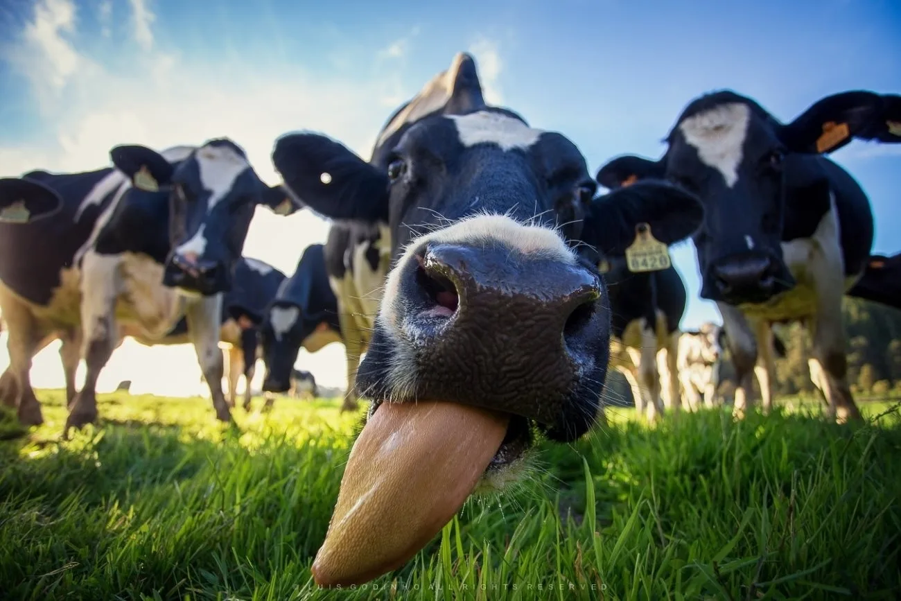Суперлига молока: где-то густо, где-то пусто… 🥛🌾
