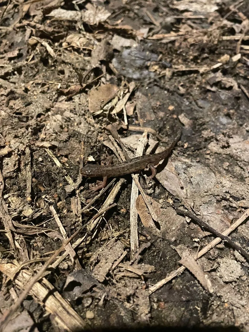 В парке Яуза массовый выход тритонов🦎