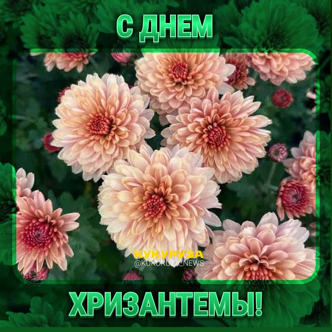 Принесли вам повод подарить цветочки любимке, маме или подруге — День хризантемы отмеча...