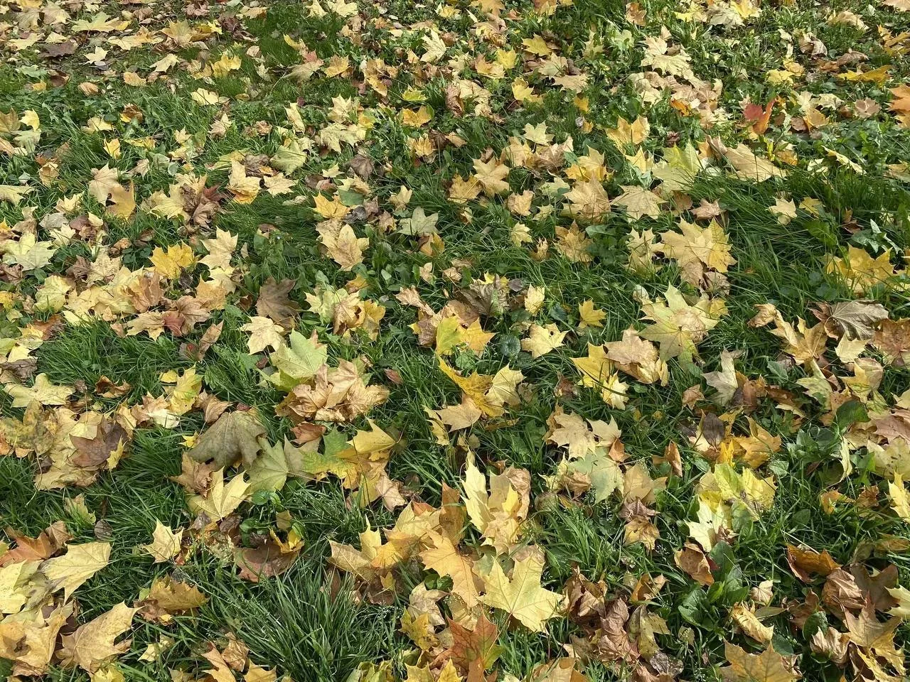 Золотые листья повсюду 🍁
