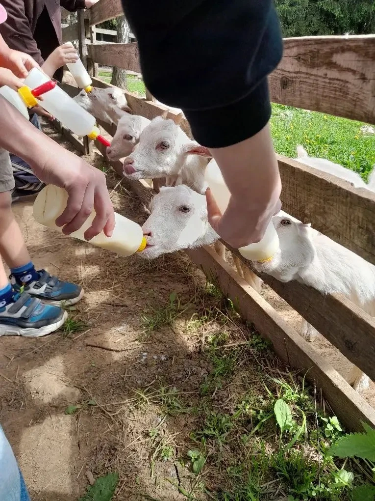 🦙🌊 6В провел отличные выходные!  Сначала ребята отправились на ферму альпак: знакомство с милейшими 