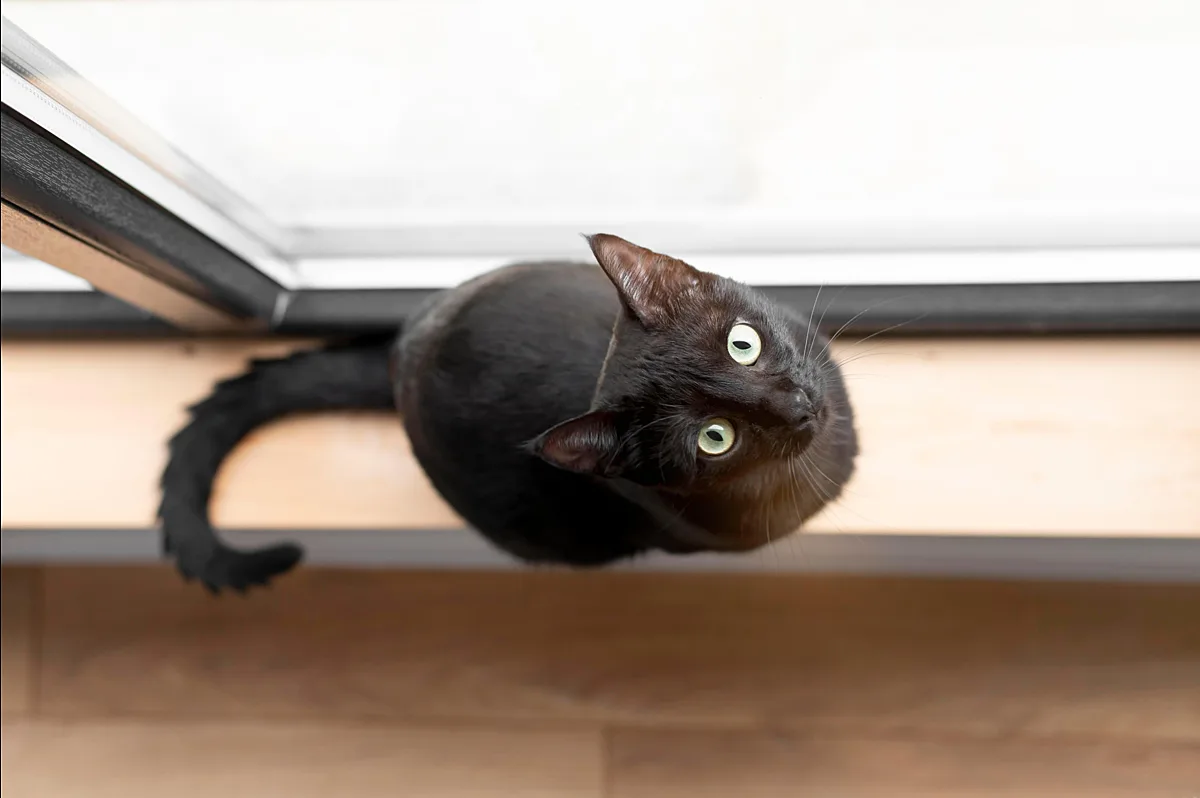 Почему кошка ложится на больное место и еще 5 примет, у которых есть объяснение 🐱