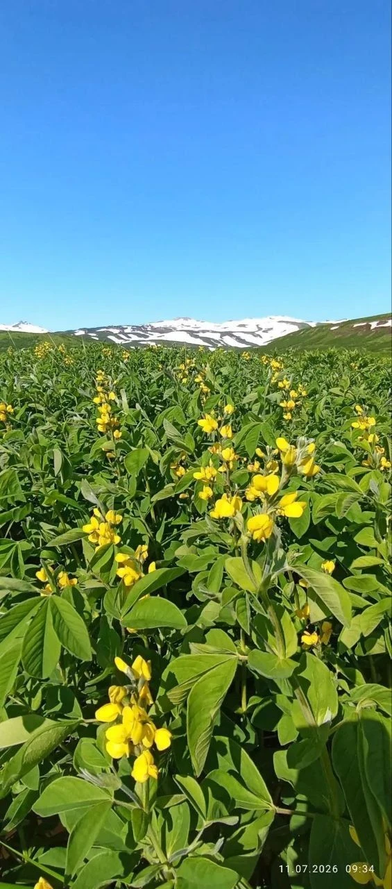 🌸Летние кадры с Парамушира