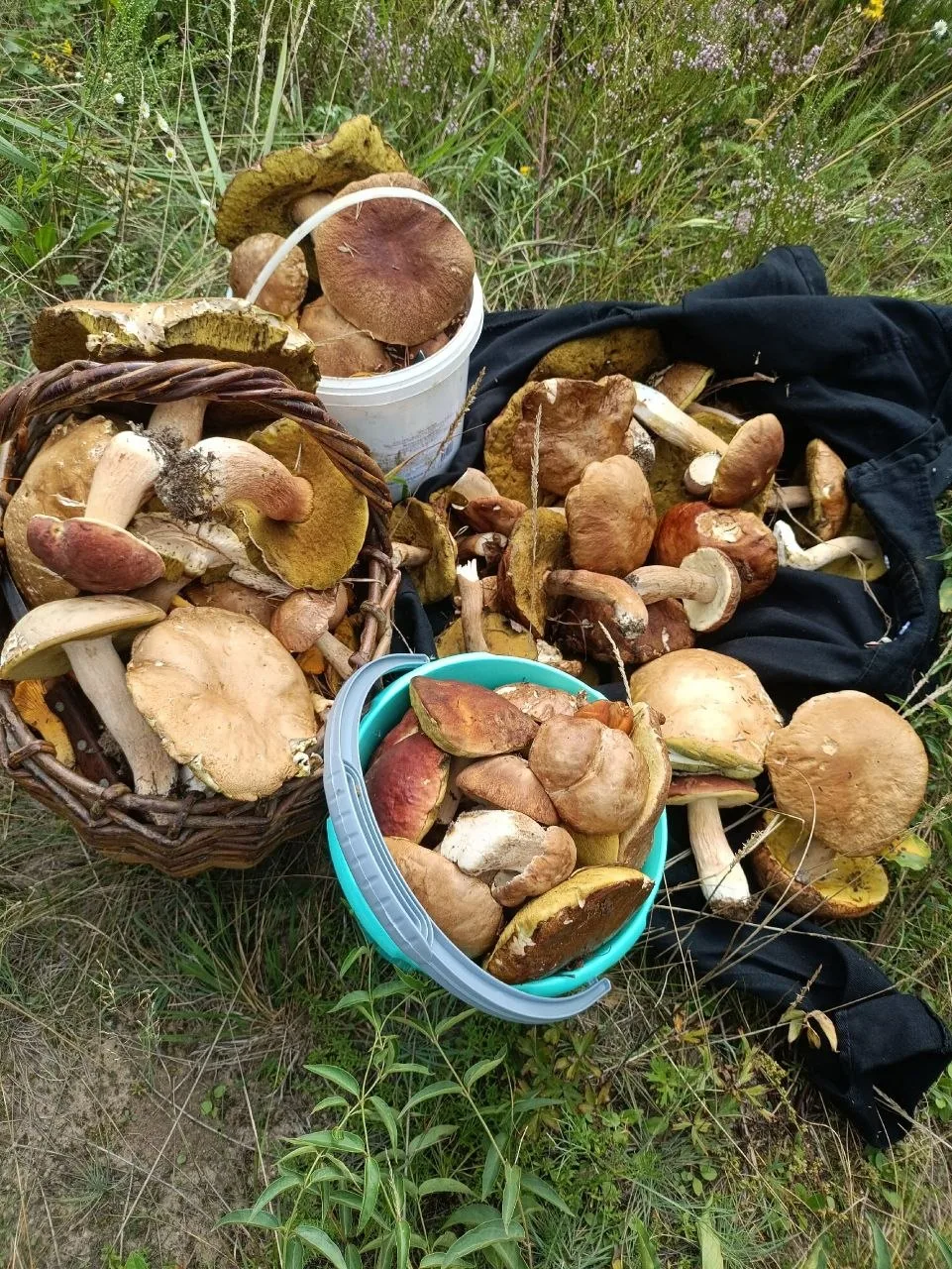 🍄 Жители Нижегородской области делятся результатами тихой охоты. А вы уже ходили по гр...