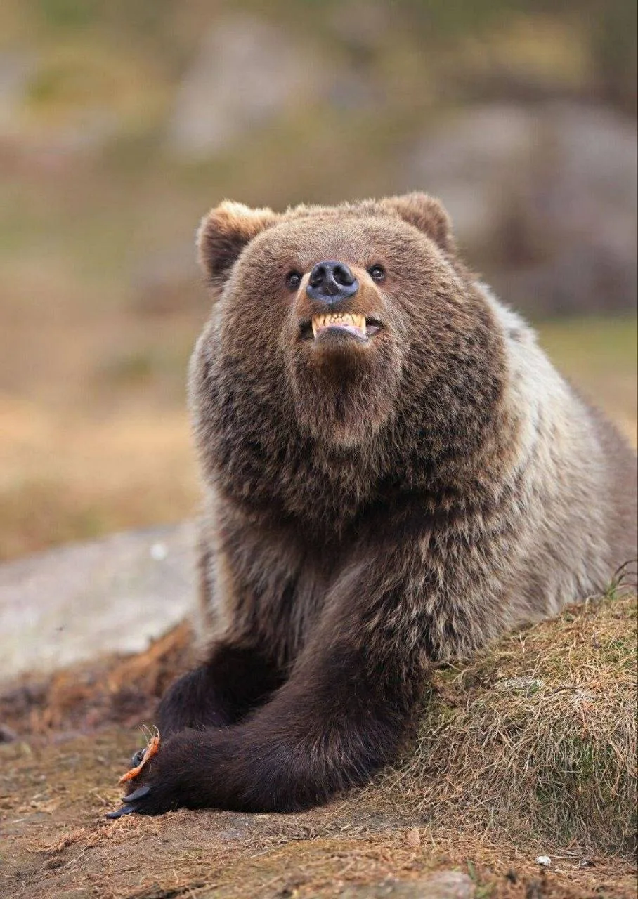 Финалисты конкурса юмористических фотографий природы Comedy Wildlife Awards 2025