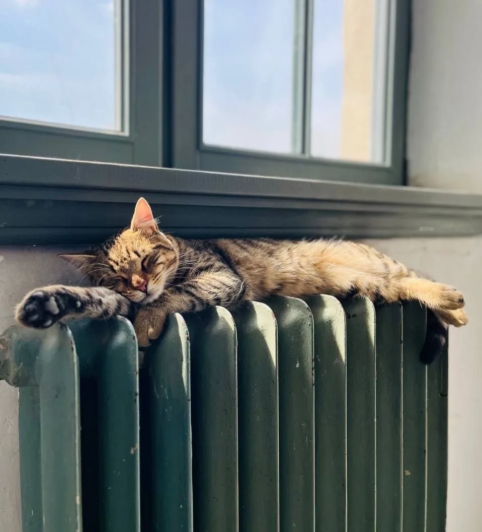 🏠 В Москве открыли горячую линию по отоплению