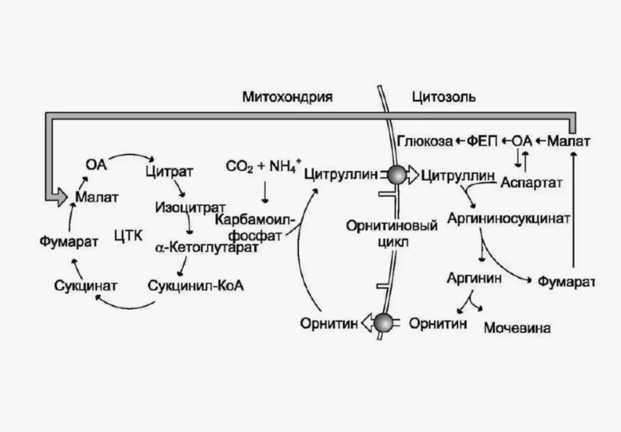 Гипераммониемия и вольпроаты.