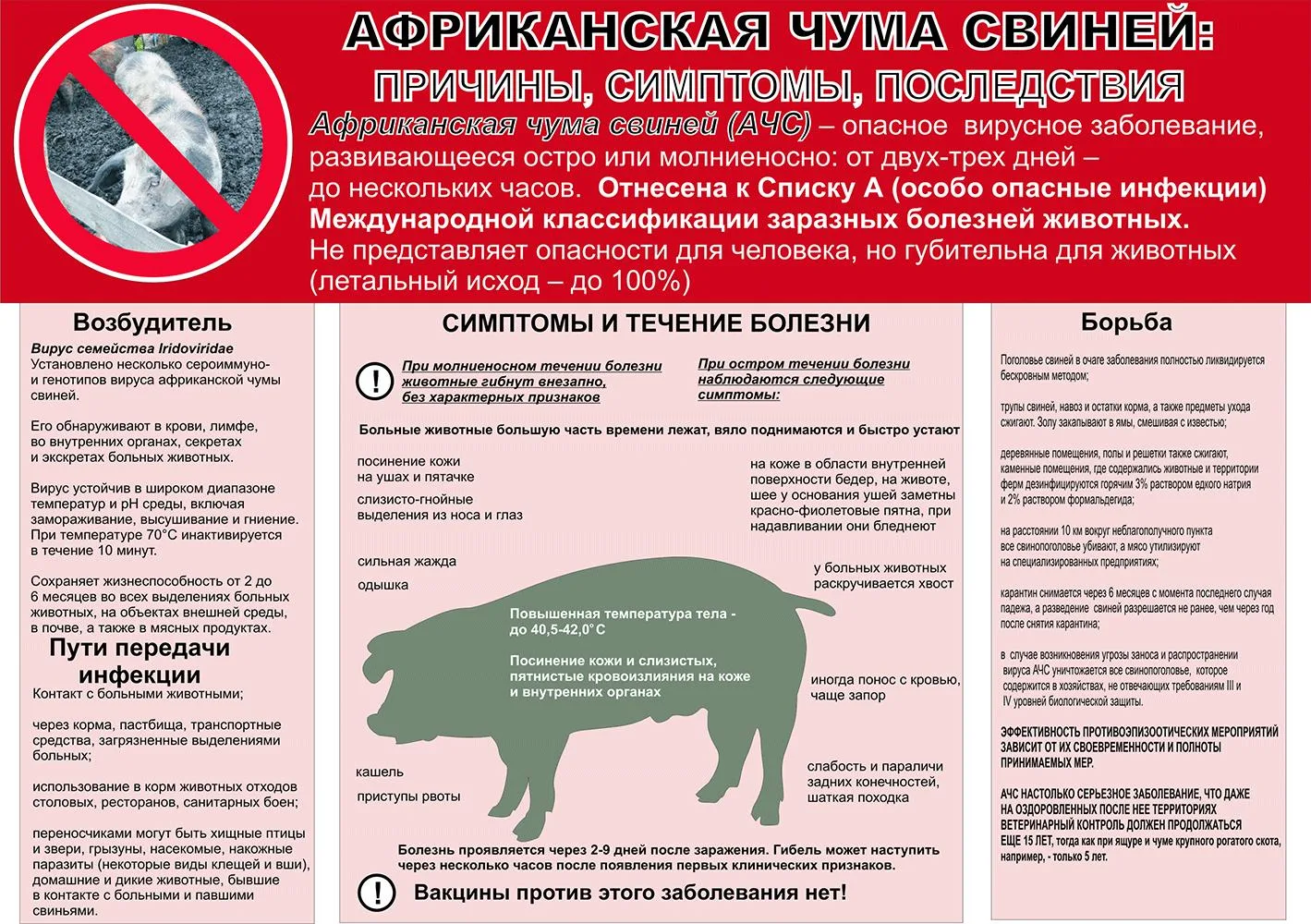 Африканская чума свиней (АЧС) — особо опасная, острозаразная вирусная болезнь домашних ...