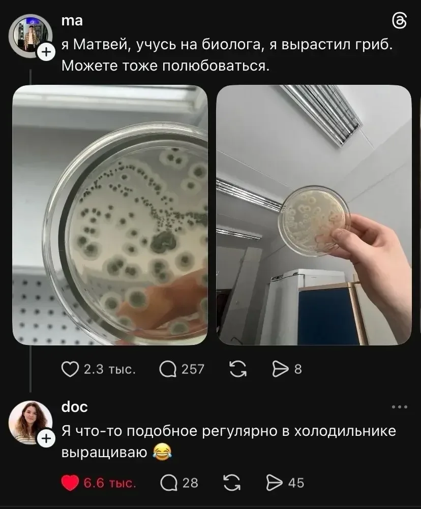 Вкусный гриб, наверное 

🔈МУЗЫКАЛЬНЫЙ БОТ: @id312331080157_3_bot
(найдёт и скачает любой трек/песню
