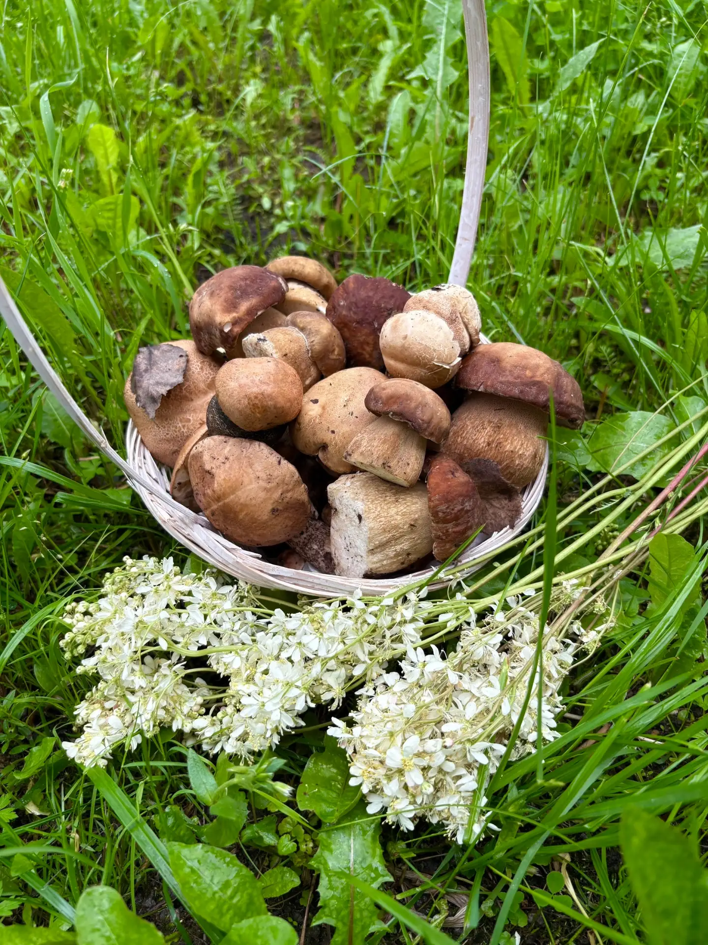 Первые грибочки😊