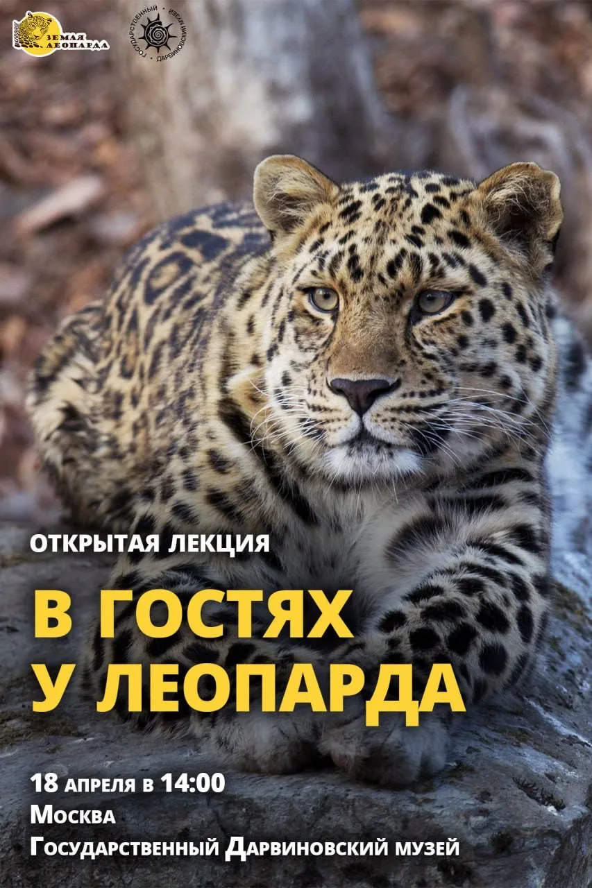 Подглядеть за тайной жизнью леопардов? Легко! 🐆  Вы сможете это сделать 18 апреля в Москве. Наш сотр