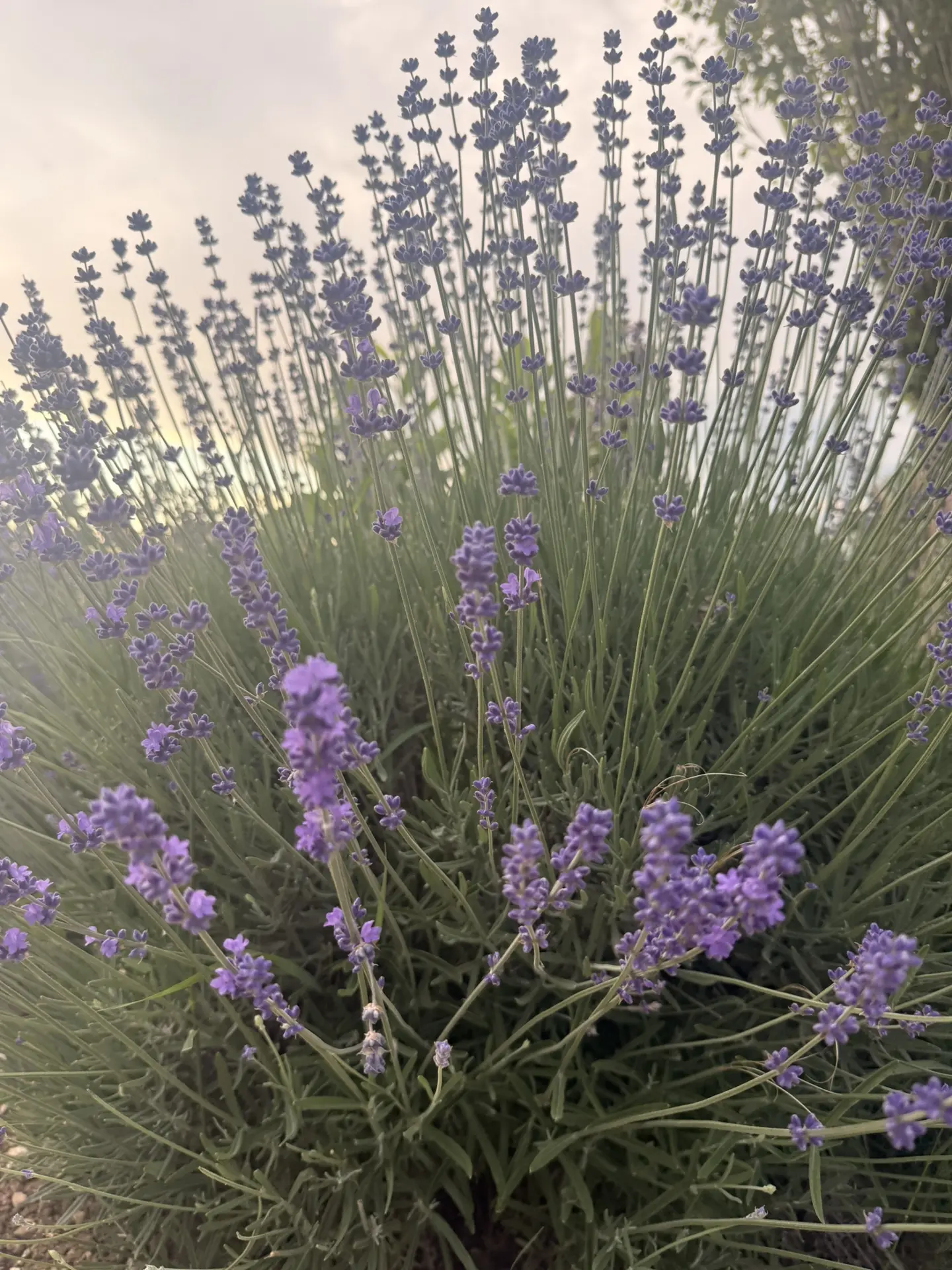 и лаванда в Крыму зацвела 😍