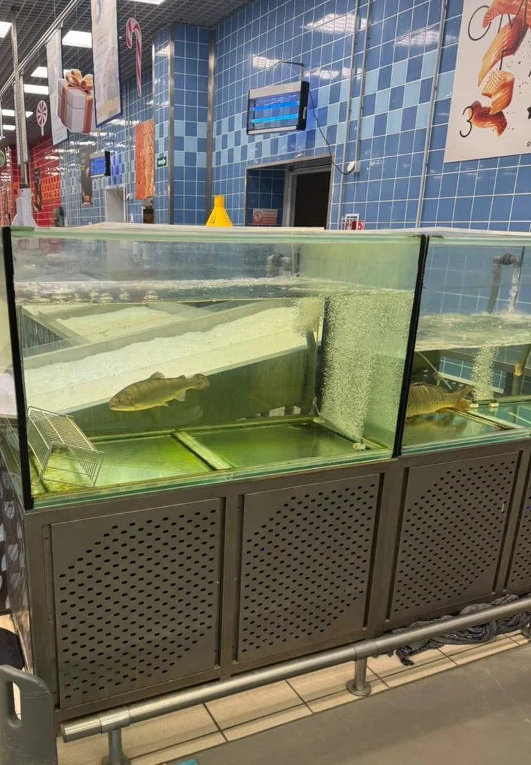ЖИВАЯ РЫБА, РАКИ? 🦞🐟