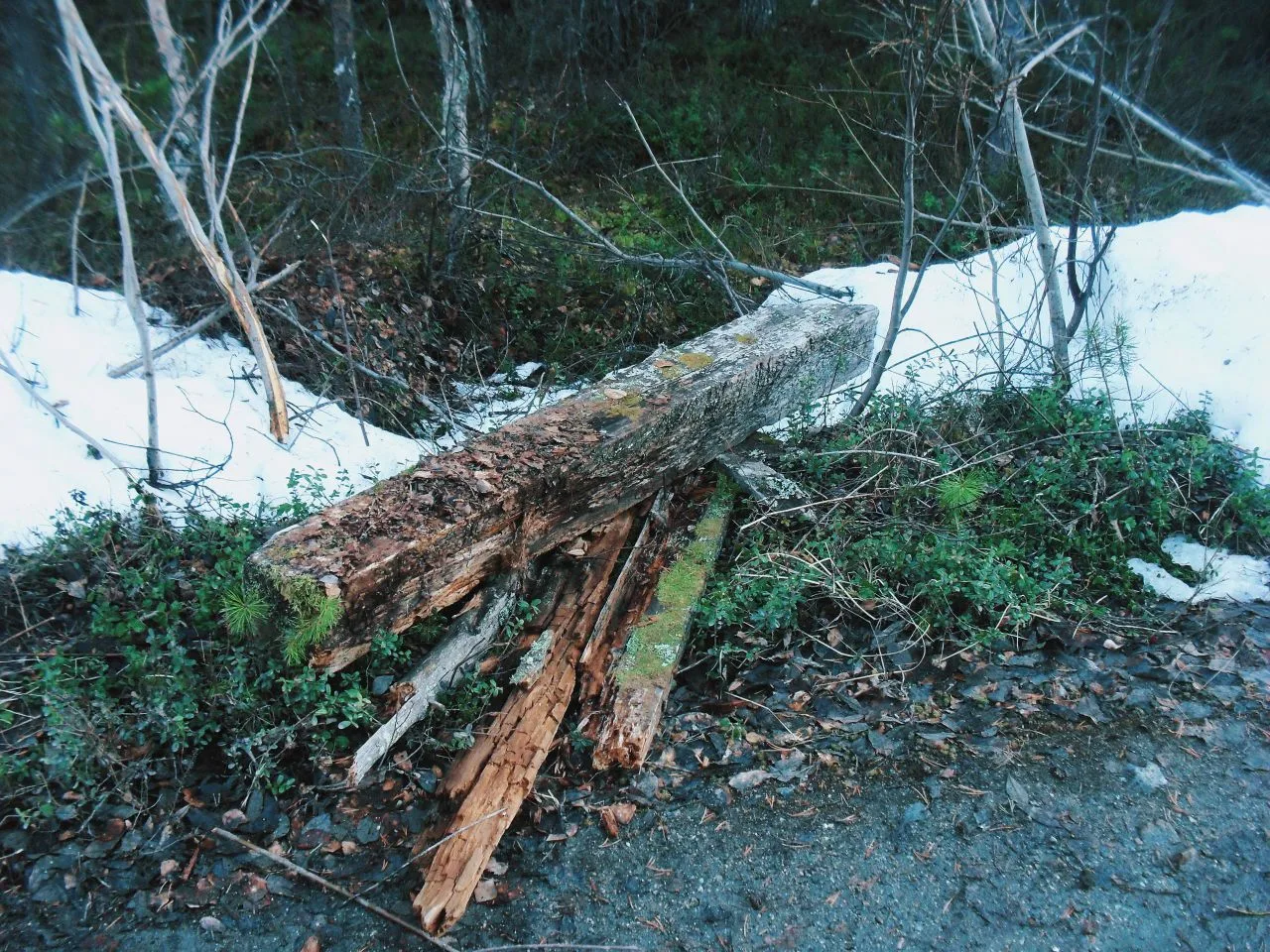 🌲 Весна постепенно приходит в леса Верхнетуломского  Снег ещё лежит, но уже меняется: где-то он отли