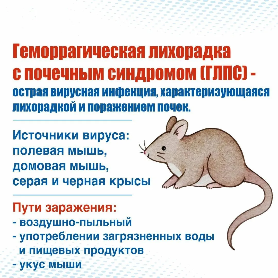 ⚡Профилактика «мышиной лихорадки»