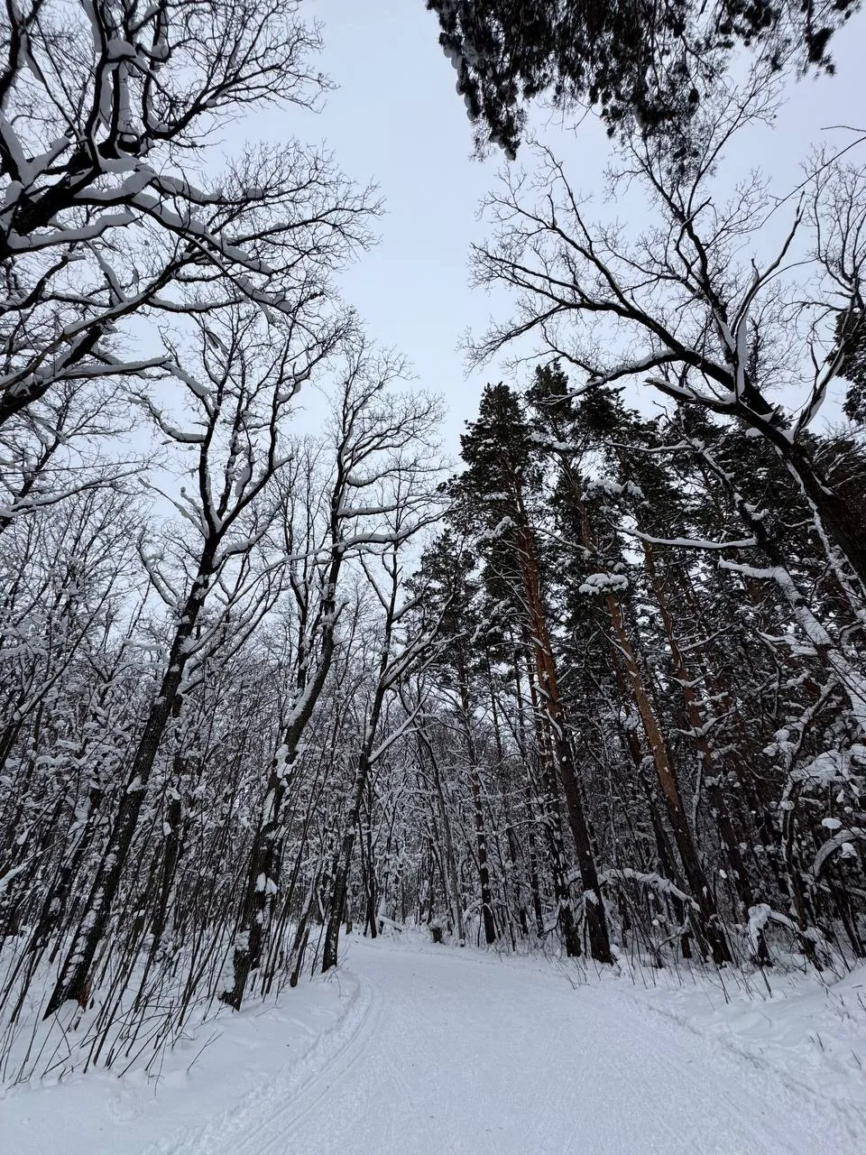 Совсем скоро❄️🎿