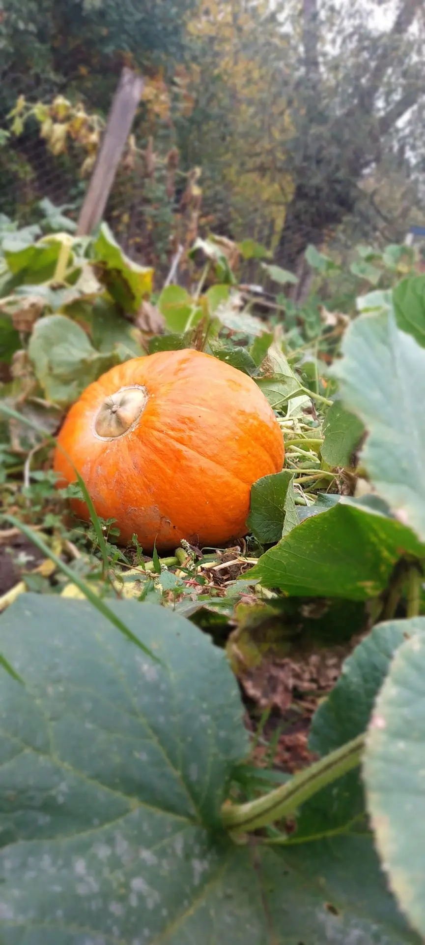 🍁Субботний день и моя любимая  Осень 🍂