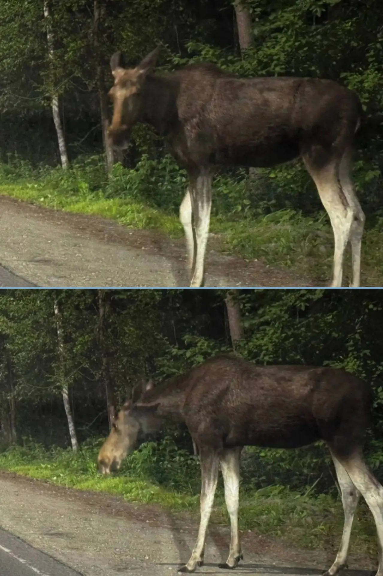 ❗🦌Лося заметили на Кокшайском тракте  в сторону города.