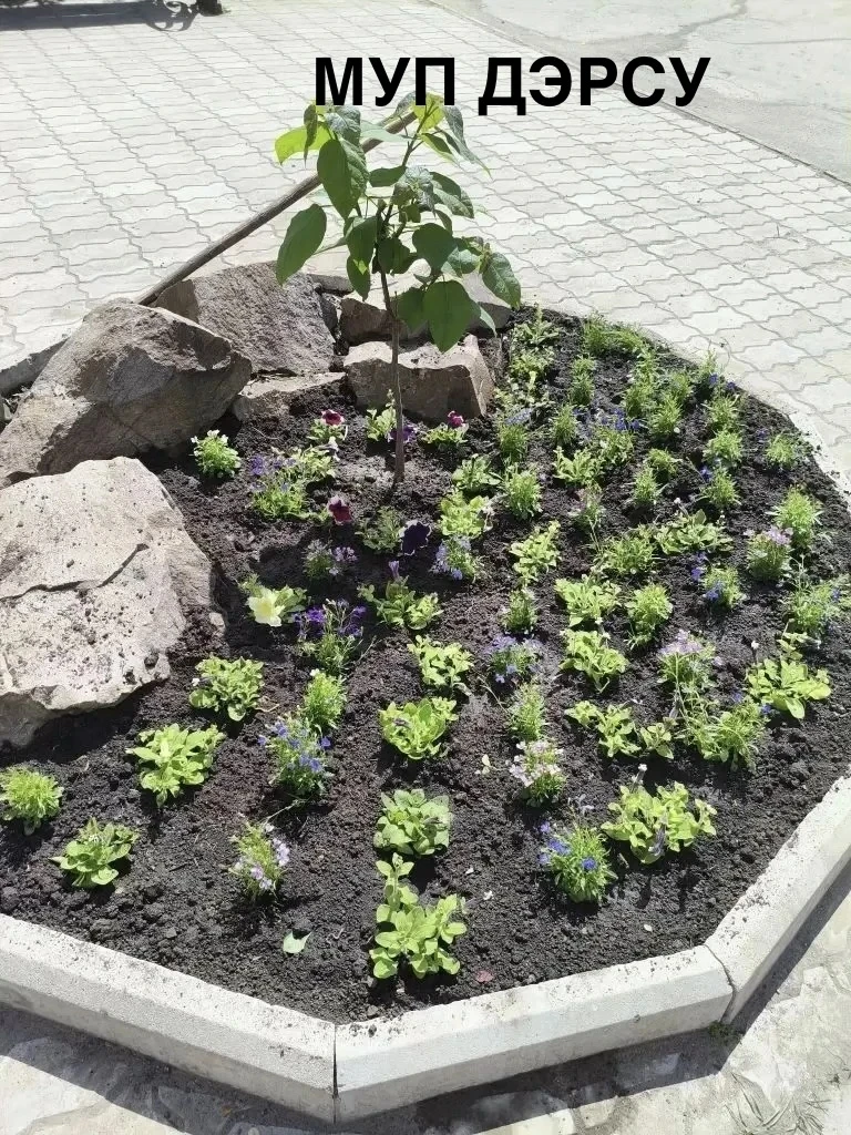 🌷 Красота начинается с нас!  С большой радостью сообщаем: на улицах Красного Луча появляются первые 