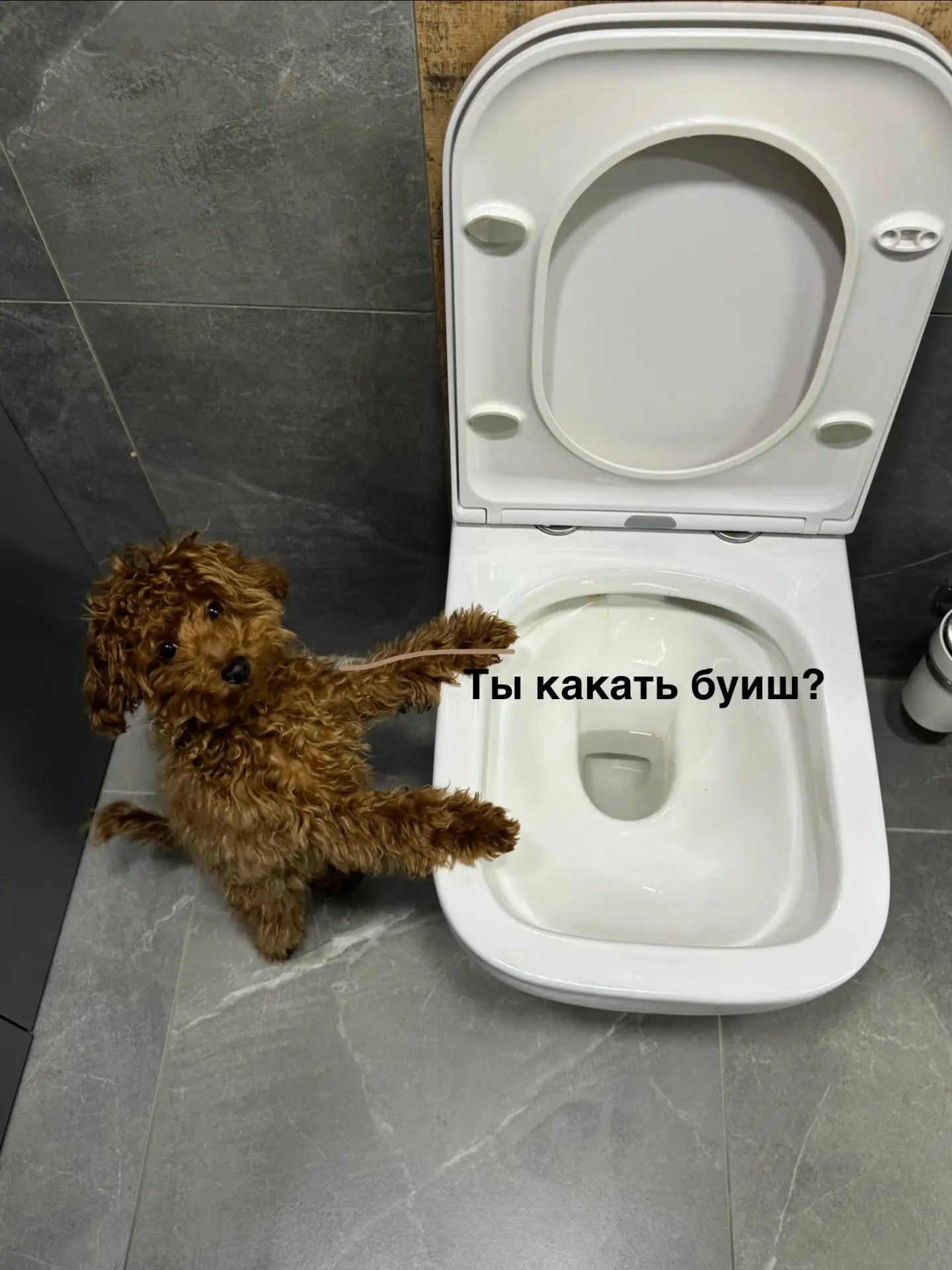 Изображение 1 к публикации «ВОЛЧОНОК ФЛЕЙЗИН»