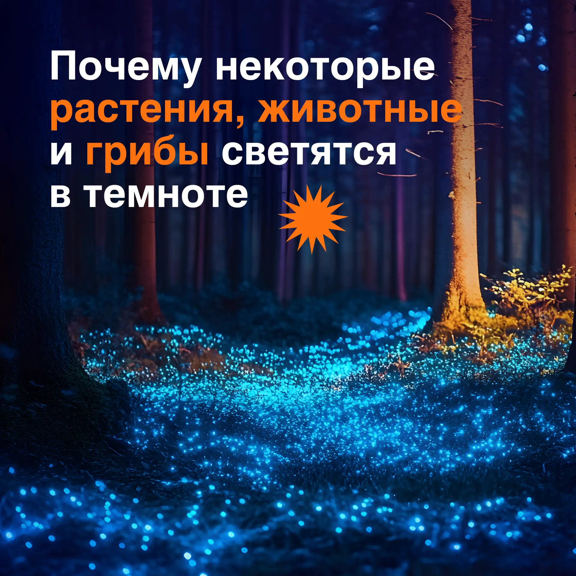 Наверняка в детстве многие из нас мечтали увидеть волшебный лес с мерцающими огоньками. Оказывается,