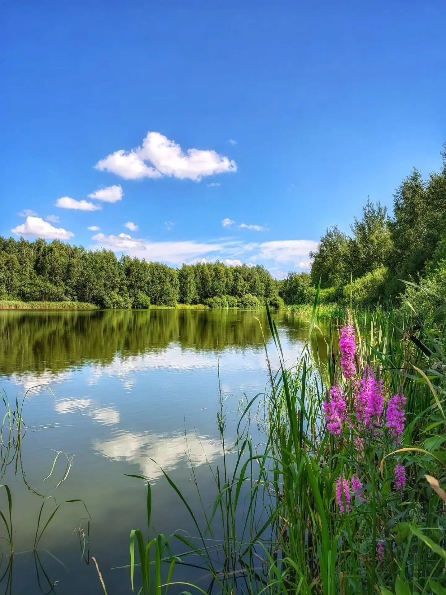 Летняя безмятежность💚☀️