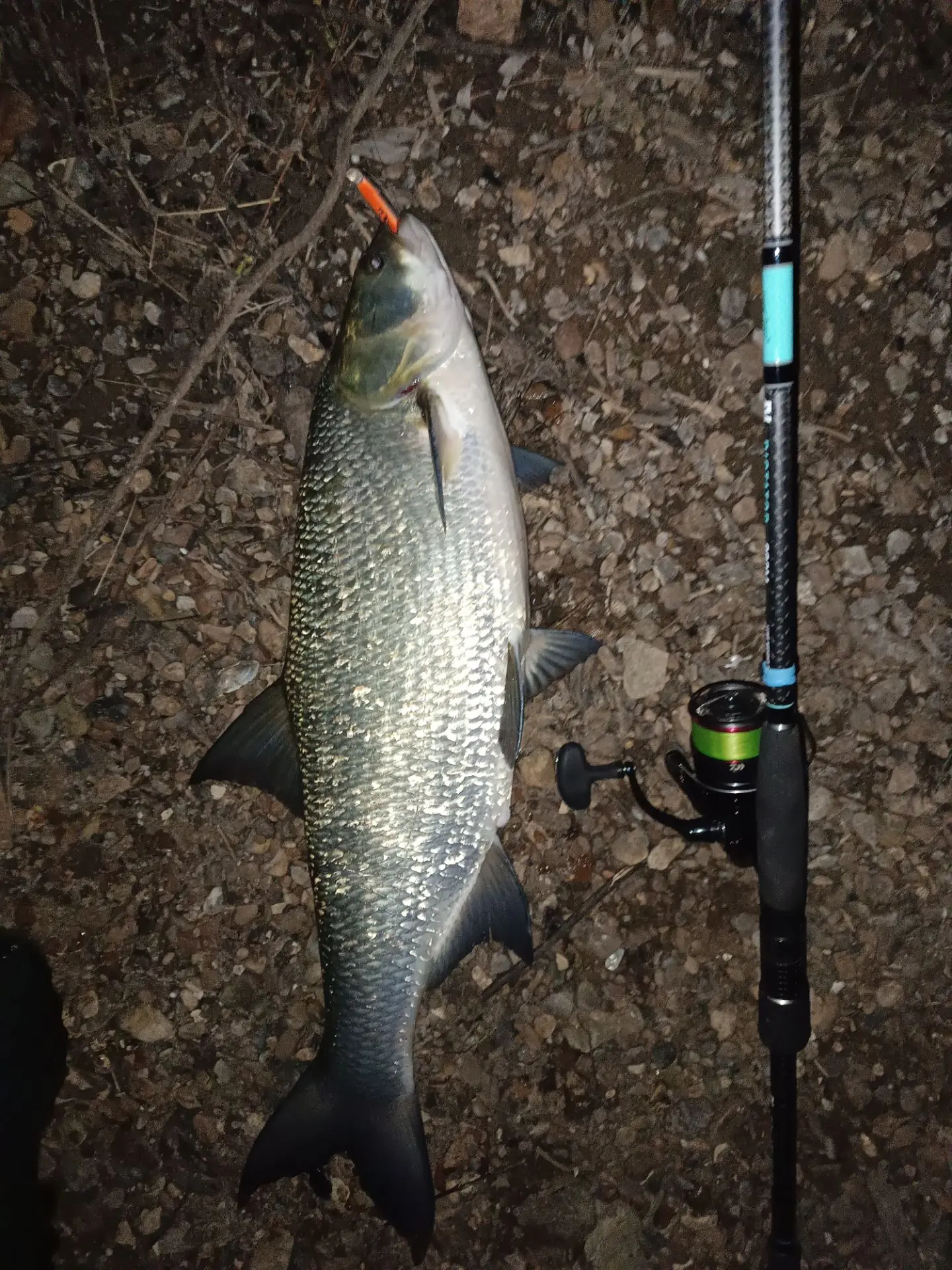 🎣 Улов от подписчика