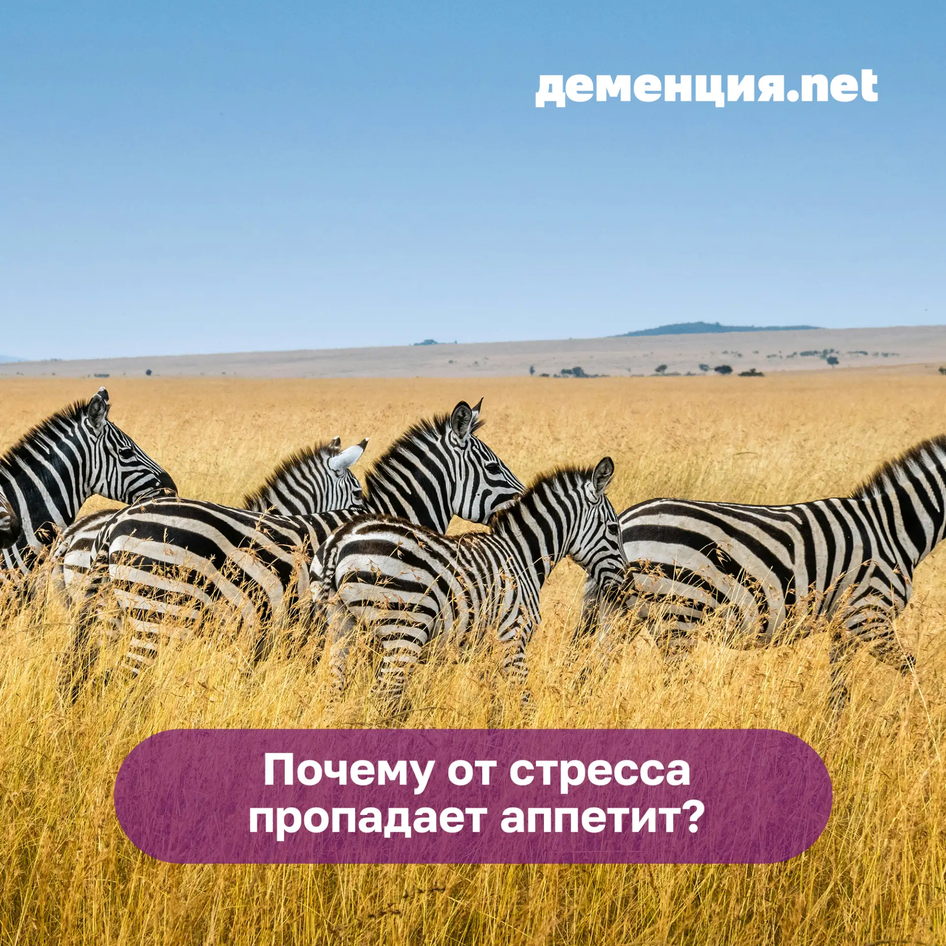 🦓 Если зебра знает, что ее выслеживает лев, она перестает есть. В крови повышается адр...