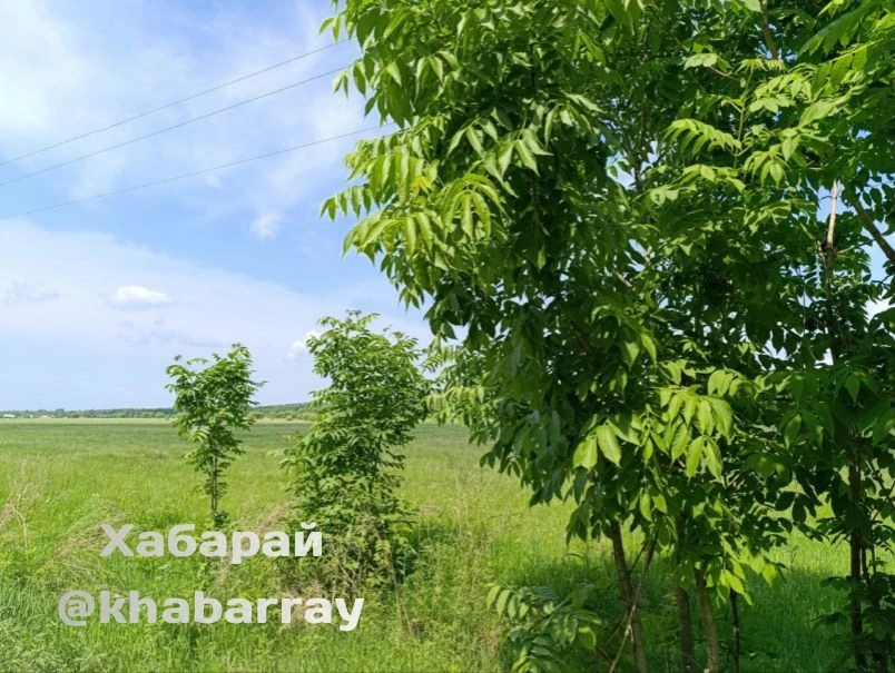 ⛈️ Сегодня в Хабаровске с утра +19, днём до +25, небольшой дождь.