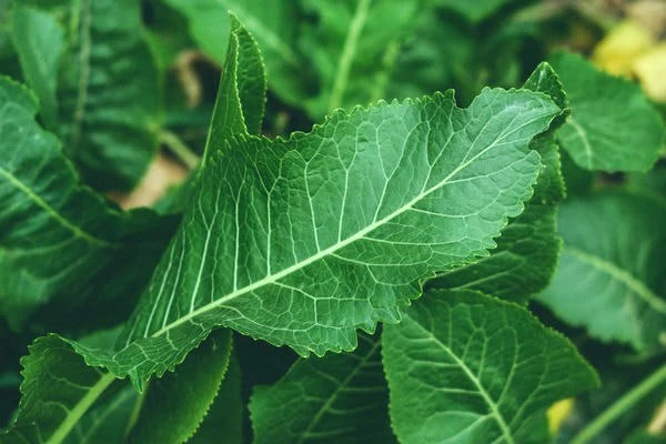 🌿 Компресс из листьев хрена: важно знать