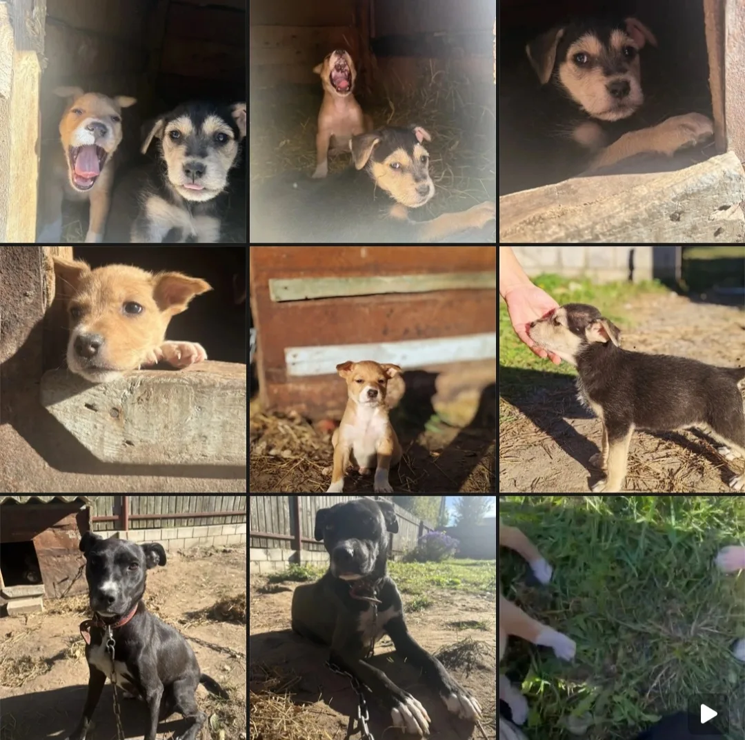 🐶 Щенки в добрые руки. Светлый-мальчик, чёрная-девочка.Малышам 2 месяца. От всех параз...