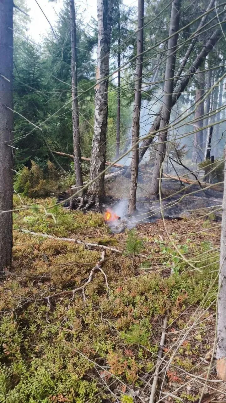 🔥Лесной пожар произошел вчера, з сентября, на территории гослесфонда Подмосковья, сооб...
