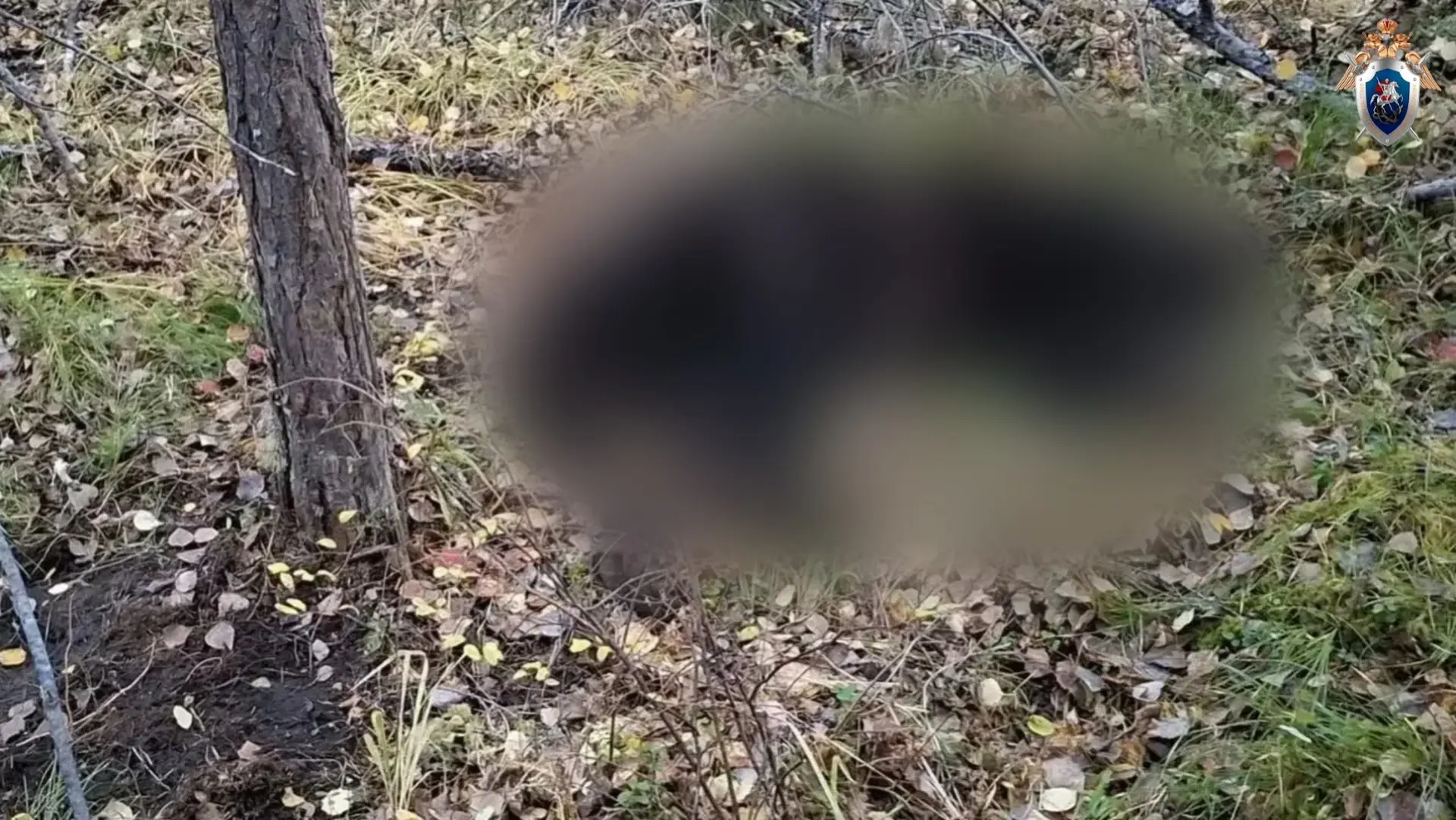 📹Видео с осмотра места происшествия в Усть-Илимском районе