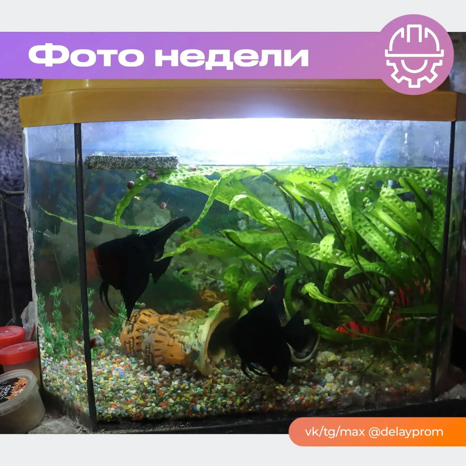 Рыба ищет, где глубже, а человек — где лучше 😉